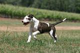 AMSTAFF  PUPPIES 203